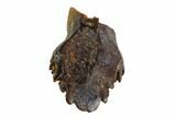 Fossil Ankylosaur Tooth - Montana #108145-1